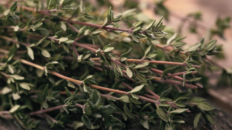 Hydrolat de Thym linalol: propriétés et bienfaits - Naturals&co