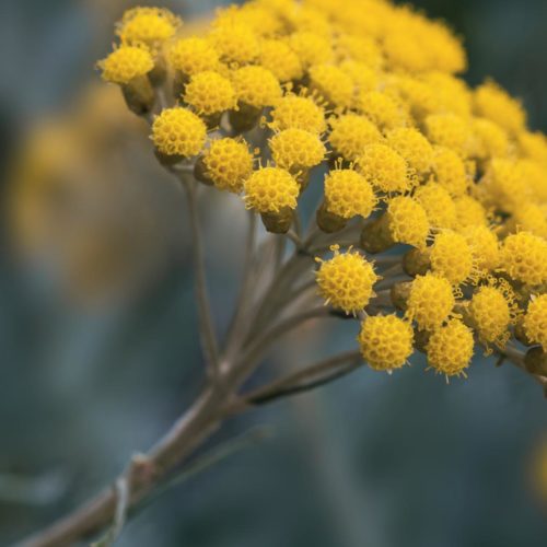 Hydrolat d'Hélichryse italienne (Immortelle): propriétés et bienfaits - Naturals&co