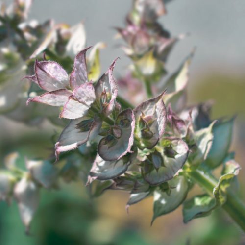 Huile essentielles de Sauge sclarée: bienfaits et propriétés - Encyclopédie Naturals&co