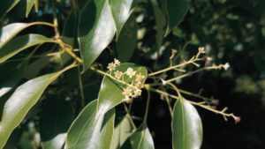 Huile essentielle de Bois de Hô: bienfaits et propriétés - Naturals&co