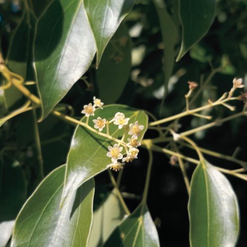 Huile essentielle de Bois de Hô: bienfaits et propriétés - Naturals&co