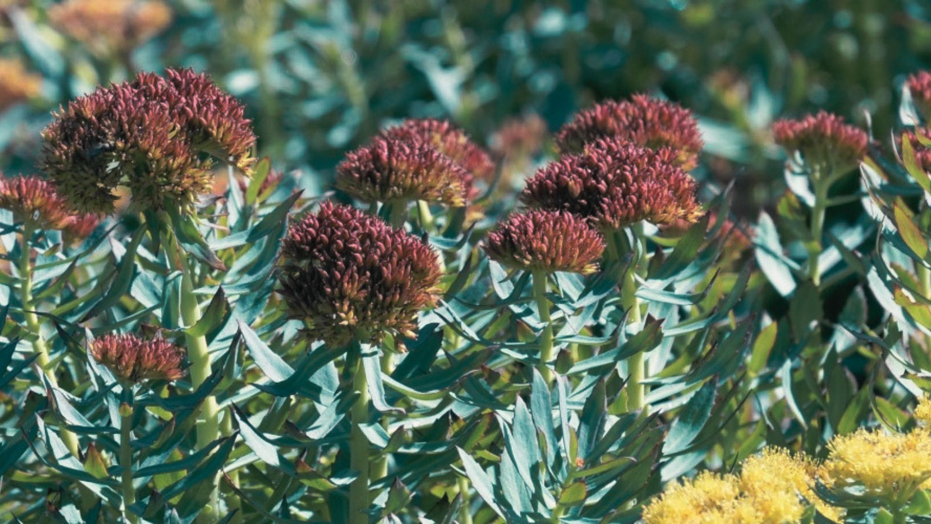 Rhodiola rosea (Orpin rose): propriétés et bienfaits - Encyclopédie Naturals&co